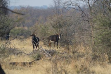 Afrika savanasındaki savanada bir grup at.