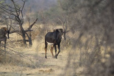 wild animals in savannah, africa