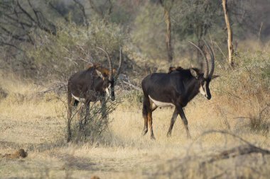Erkek ve dişi. Çimlerin en vahşi siyahı.