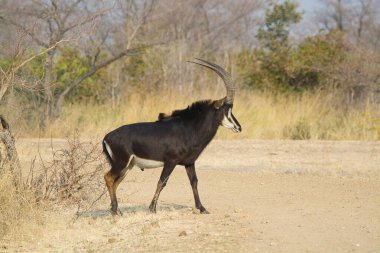 Afrika savanındaki Afrikalı siyah boğa