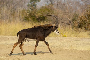 Erkek ve dişi antiloplar vahşi doğada