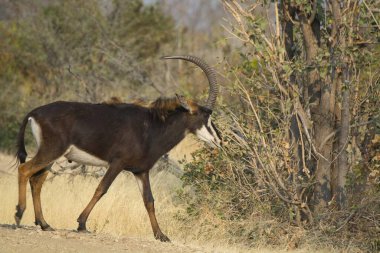 african wild bull in kruger national park, south africa