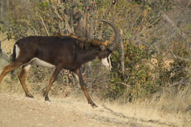 Kuru otların arasında erkek kudu.