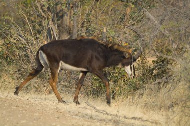 Güney Amerika 'nın savanasında kadu.