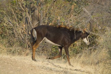Güneşli bir günde ormanda vahşi bir geyiğe yakın çekim.