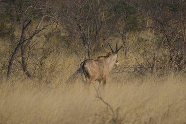 Ormandaki erkek boğa