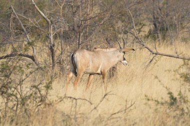Kruger Park, Güney Afrika 'daki erkek ceylan.