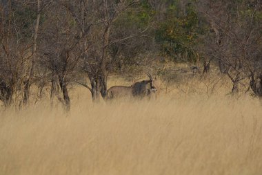 Afrika savanındaki vahşi hayvanlar.