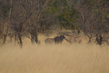 Kuru çimlerin üzerinde duran sevimli beyaz boğanın güzel bir görüntüsü.