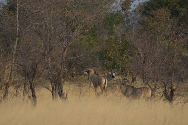 Savanadaki vahşi hayvanlar, Kenya