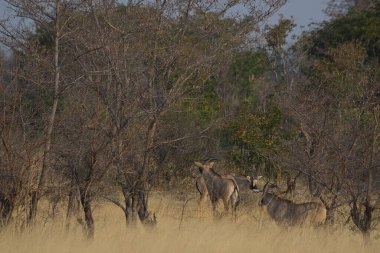 Kenya bozkırında bir koyun sürüsü