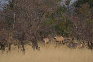 Gün ışığının altındaki bir tarlada bir grup geyiğin yakın çekimi.