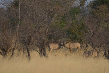 Ağaçların arasında bir at sürüsü
