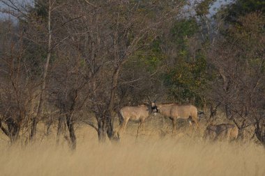Ormandaki bir grup vahşi hayvan.