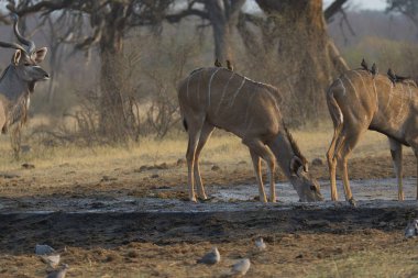 Vahşi hayvanlar, seçici odaklanma
