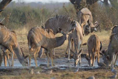 Savanadaki bir grup vahşi kuopes