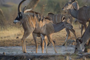 Afrika antilobu, Kruger Ulusal Parkı, Güney Afrika