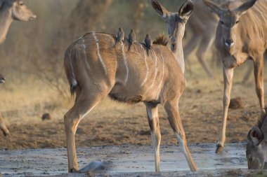 Impala Kenya bozkırında