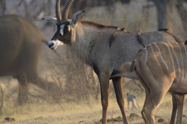 Afrika bozkırlarında vahşi bir hayvan sürüsü.