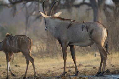 Erkek ve dişi su birikintisi vahşi doğada