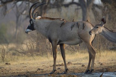 Hayvanat bahçesindeki dişi geyik