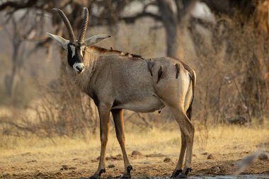 Vahşi doğada antilop