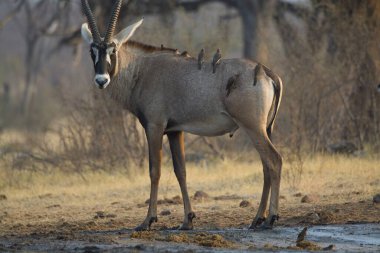 Parktaki erkek ve dişi antiloplar