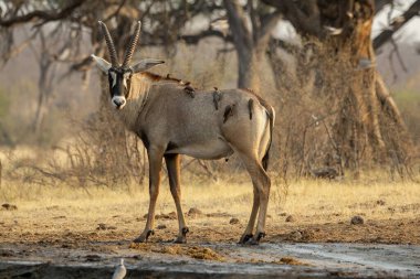 Ormandaki erkek kudu.