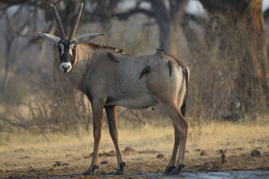 Afrika antilobu (bethoia cervgus) )