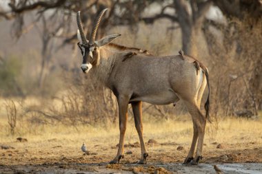 Kuru çimlerin üzerinde duran beyaz bir ceylanın yakın plan çekimi.