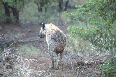 Güney Afrika 'da vahşi yaşam