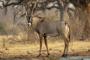Doğal yaşam alanında Afrika akvaryumu.