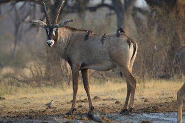 Bir erkek ve dişi ceylan ormanın ortasında yerde duruyor..