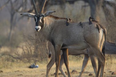 Afrika antilop hayvanı, Fauna