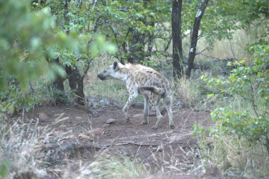 Sırtlan Kruger National Park