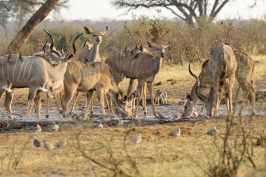 Etoşa 'da geyik sürüsü olan vahşi bir su birikintisi.
