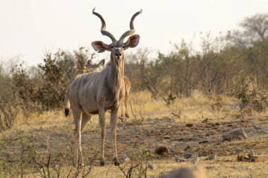 Arka planda uzun boynuzları olan güzel bir erkek ceylan resmi.