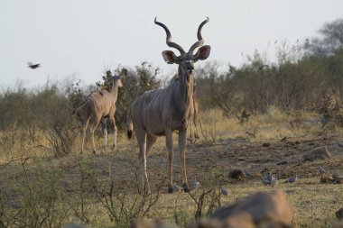 Kenya, Kenya savanındaki kuru bir çimenlikte erkek ve dişi antilopların güzel bir görüntüsü.