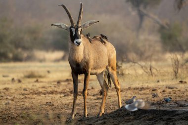 Çölde bir erkek ceylan.