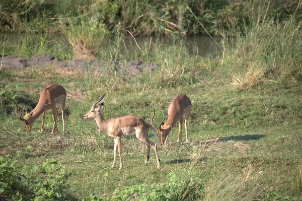 Kenya 'da vahşi hayvanlar.