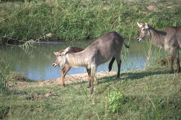 Kenya bozkırında bir grup vahşi hayvan.