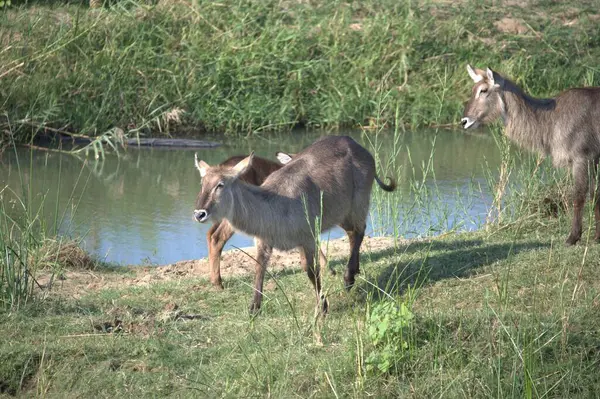 Doğal ortamdaki Vahşi Hayvanlar