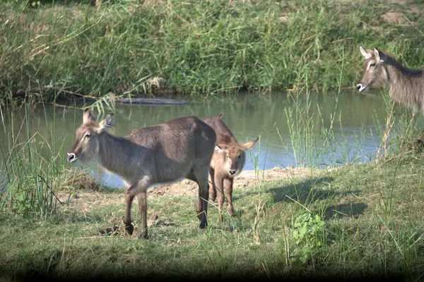 Ormandaki sevimli zebraların yakın plan fotoğrafı.