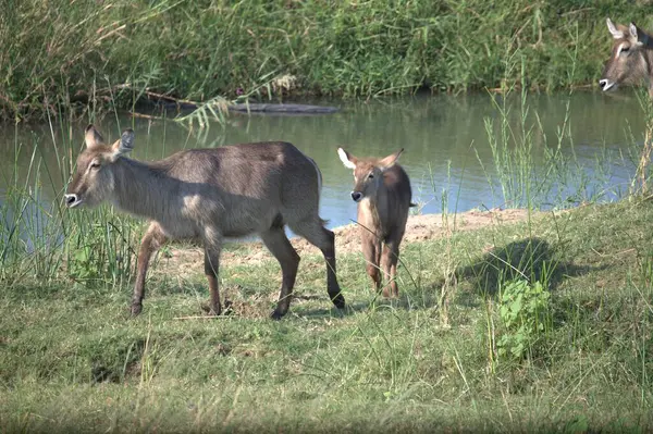 Savanada vahşi bir hayvan sürüsü