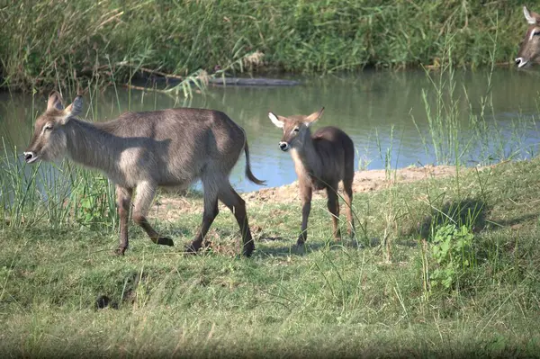 Ormandaki genç bir geyiğin yakın çekimi.