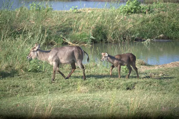 Çimlerin üzerinde bir vahşi hayvan sürüsü