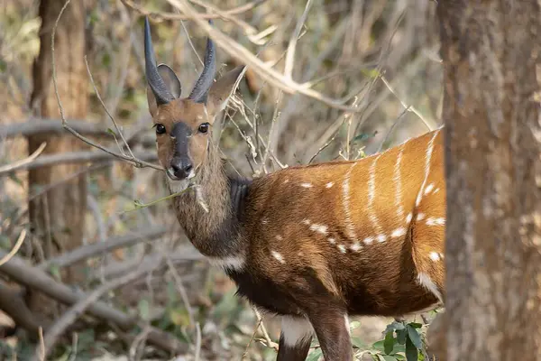 Kruger Ulusal Parkı, Güney Afrika 'da erkek antilop.