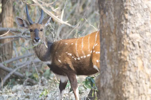 Ormanda genç bir kızıl geyik