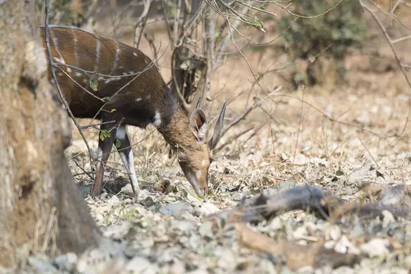 Ormandaki siyah kuyruklu geyik.