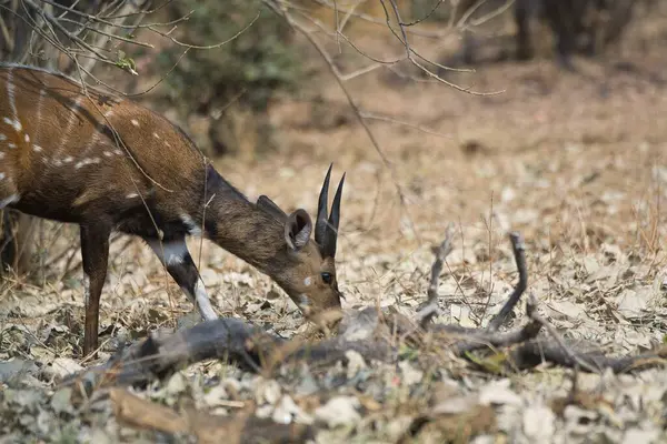 Ormandaki kırmızı geyik